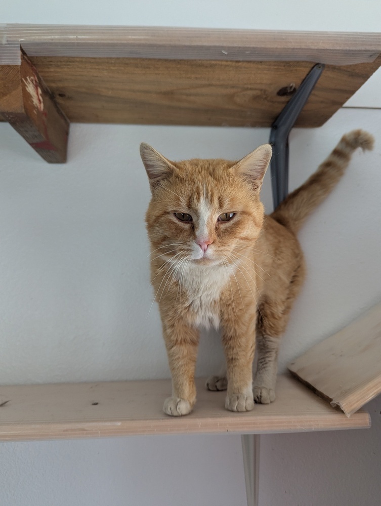 Pig, an adoptable Domestic Short Hair in Salmon, ID, 83467 | Photo Image 2