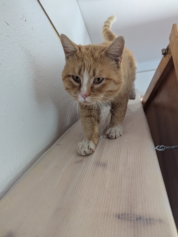Pig, an adoptable Domestic Short Hair in Salmon, ID, 83467 | Photo Image 3