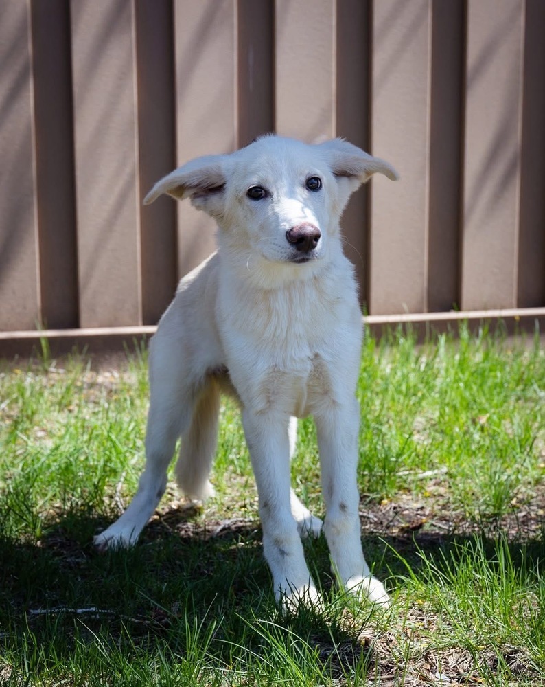 Sugar, an adoptable Pumi in Plymouth, MN, 55447 | Photo Image 1