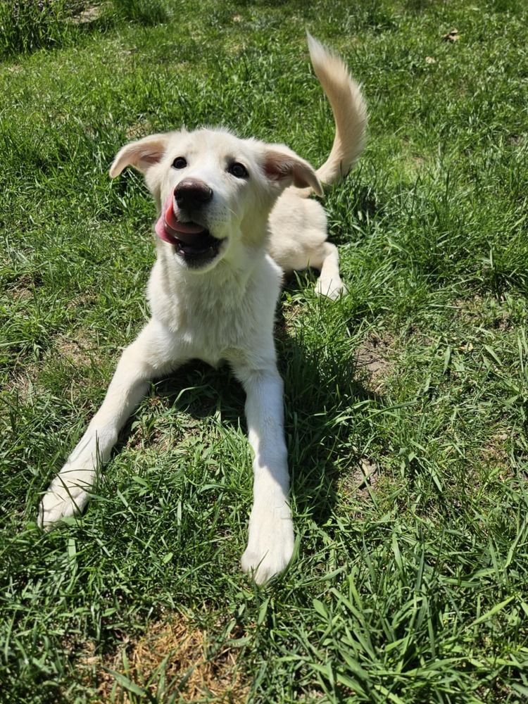 Sugar, an adoptable Pumi in Plymouth, MN, 55447 | Photo Image 4