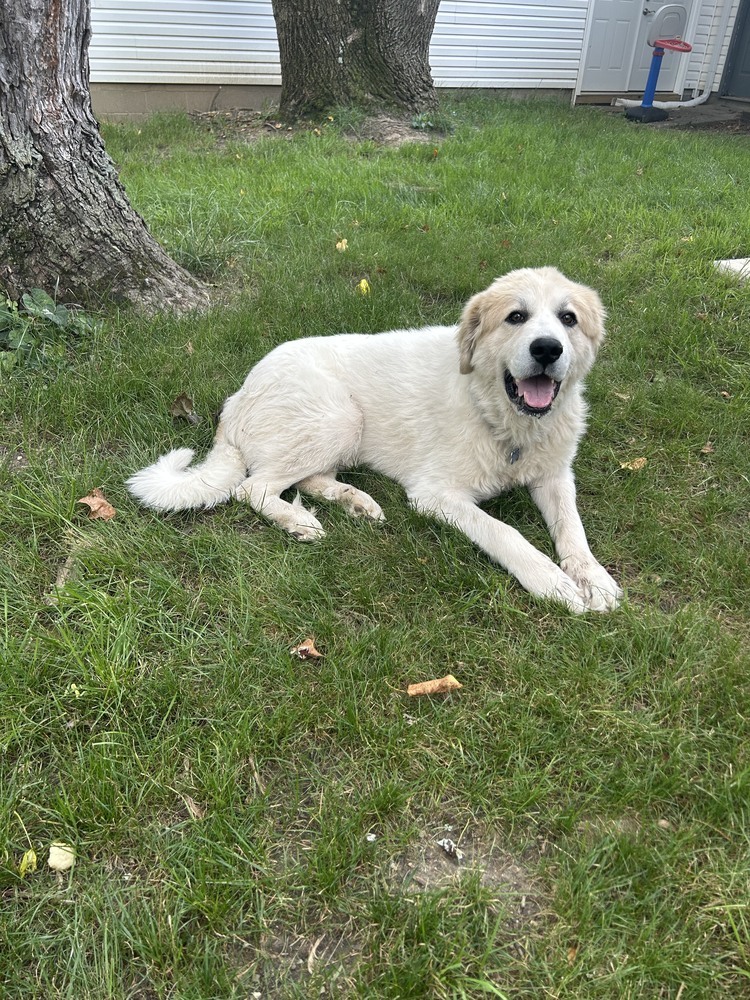 Neal