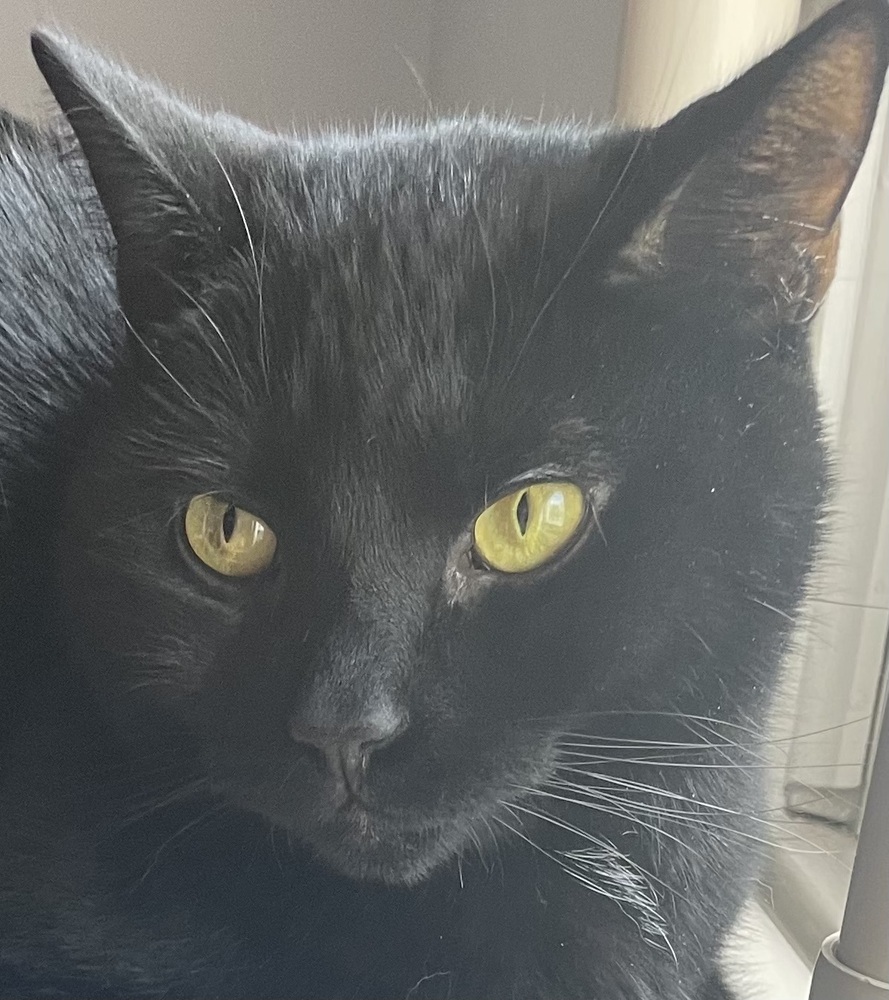 TOOTSIE