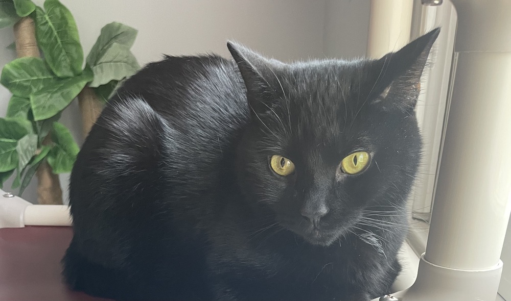 TOOTSIE