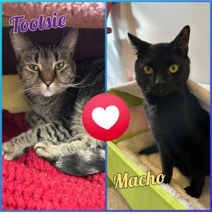W2 MACHO, Adult Male Domestic Short Hair