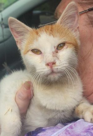 Purrsophine Parker, Young Female Domestic Short Hair