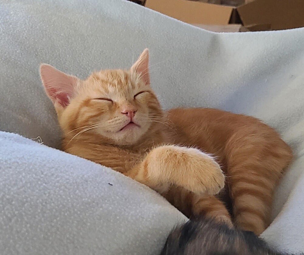 Henry