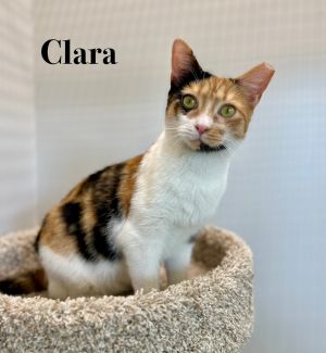 Clara, Baby Female unknown