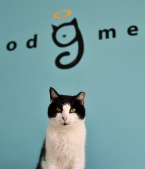 Lucille came to Good Mews after her beloved owner passed away and now shes hoping for a second chan