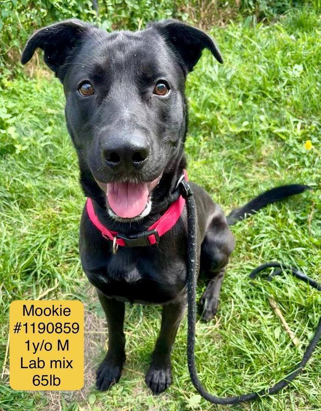 Mookie