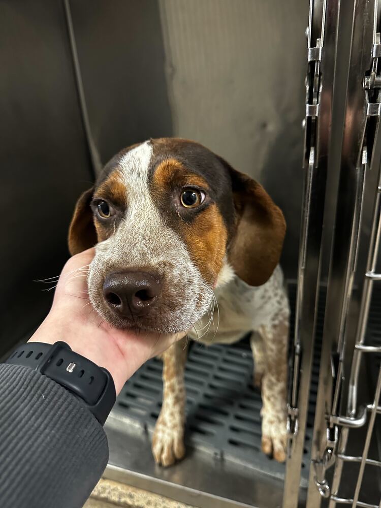 Buck