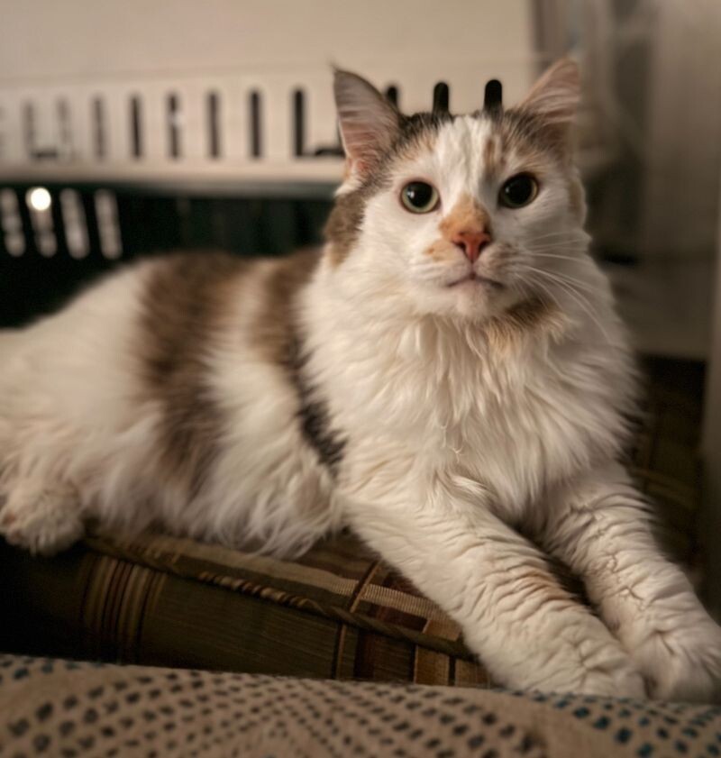 Daisy