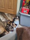 Mabel photo 1
