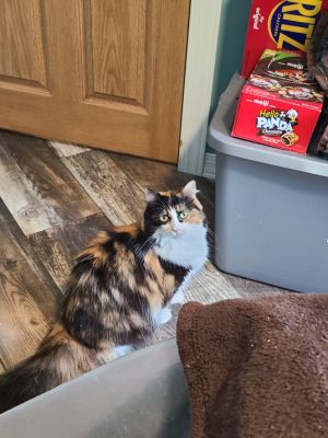 Mabel, Adult Female Domestic Long Hair