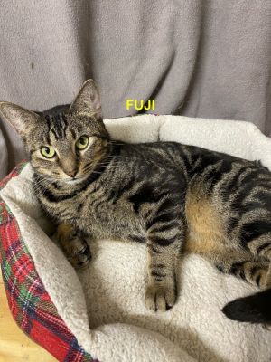 Fuji 45, Young Female unknown