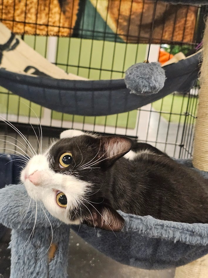 Harmon, an adoptable Domestic Short Hair in Saint Cloud, MN, 56301 | Photo Image 2