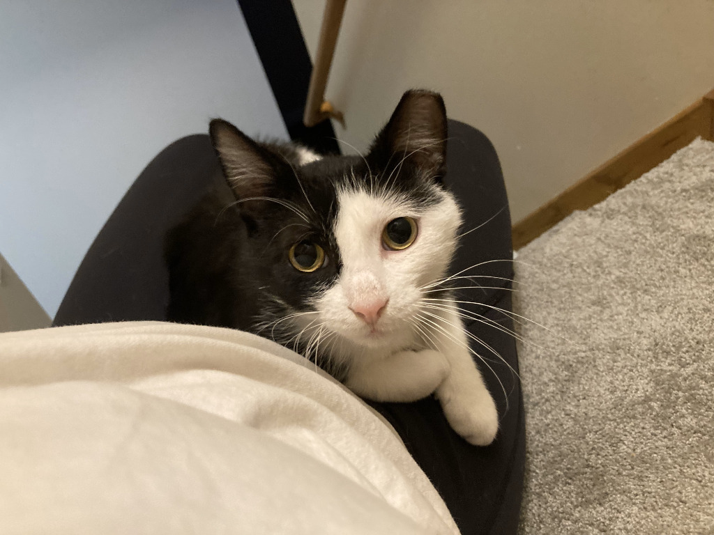 Harmon, an adoptable Domestic Short Hair in Saint Cloud, MN, 56301 | Photo Image 3