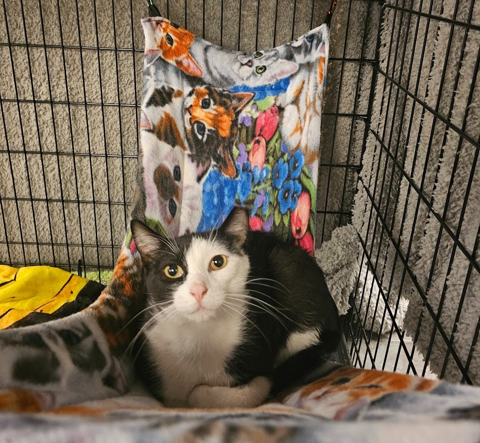 Harmon, an adoptable Domestic Short Hair in Saint Cloud, MN, 56301 | Photo Image 4