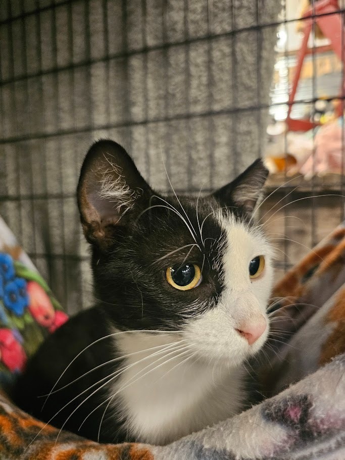 Harmon, an adoptable Domestic Short Hair in Saint Cloud, MN, 56301 | Photo Image 5