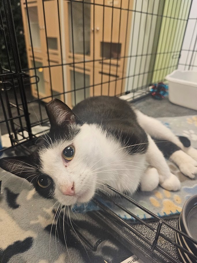 Harmon, an adoptable Domestic Short Hair in Saint Cloud, MN, 56301 | Photo Image 6