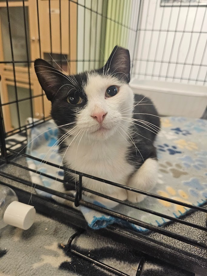 Harmon, an adoptable Domestic Short Hair in Saint Cloud, MN, 56301 | Photo Image 7