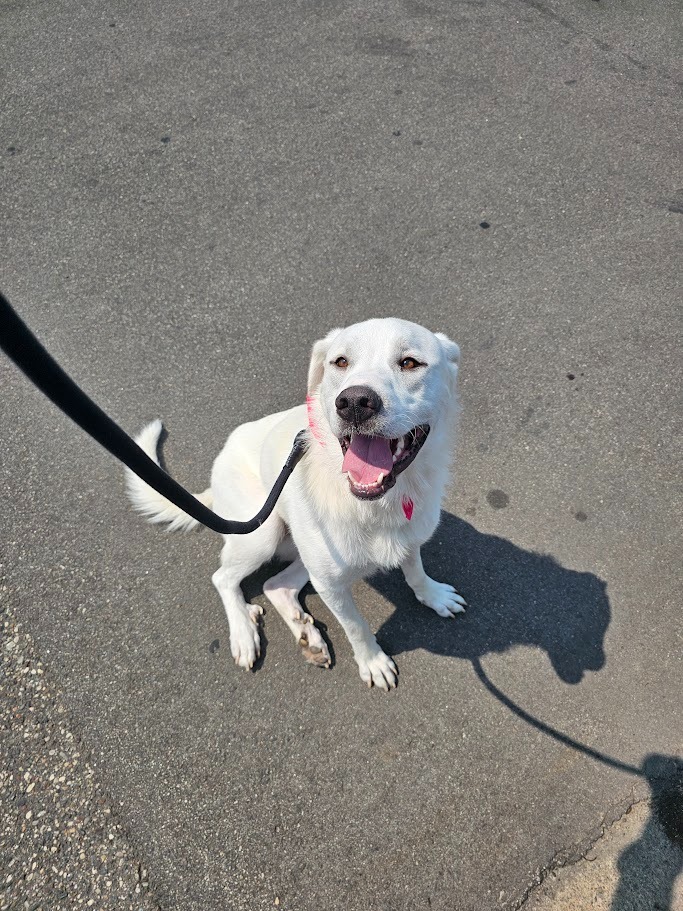 Snowdrop, an adoptable Great Pyrenees, Labrador Retriever in St. Cloud, MN, 56301 | Photo Image 1