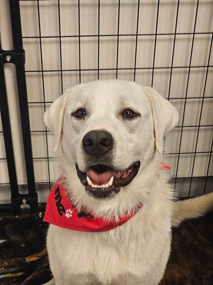 Snowdrop, an adoptable Great Pyrenees, Labrador Retriever in St. Cloud, MN, 56301 | Photo Image 2