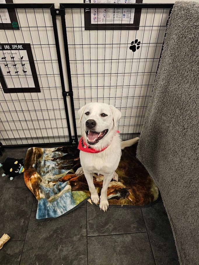 Snowdrop, an adoptable Great Pyrenees, Labrador Retriever in St. Cloud, MN, 56301 | Photo Image 3
