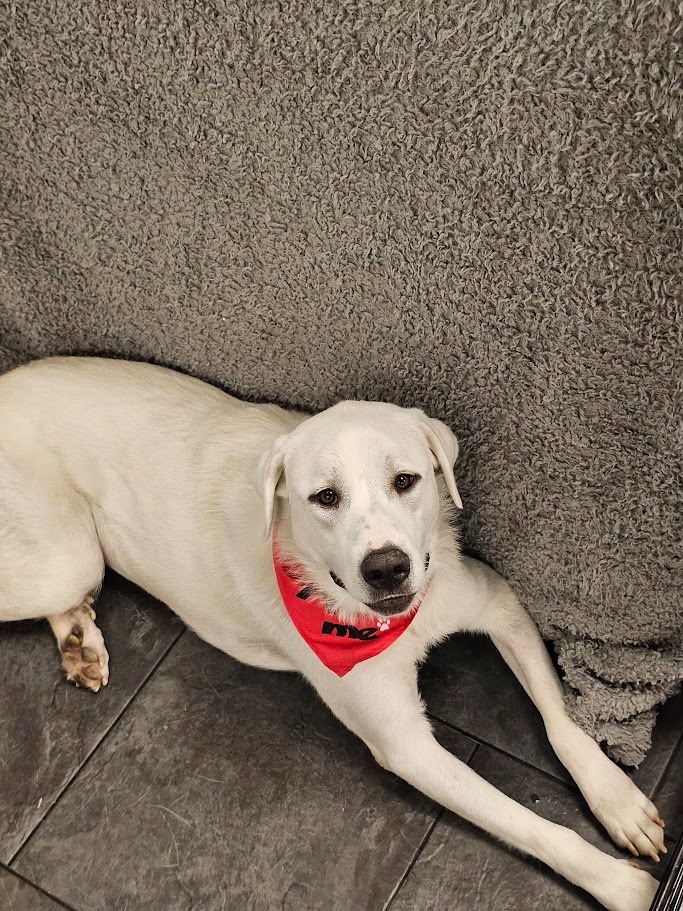 Snowdrop, an adoptable Great Pyrenees, Labrador Retriever in St. Cloud, MN, 56301 | Photo Image 5