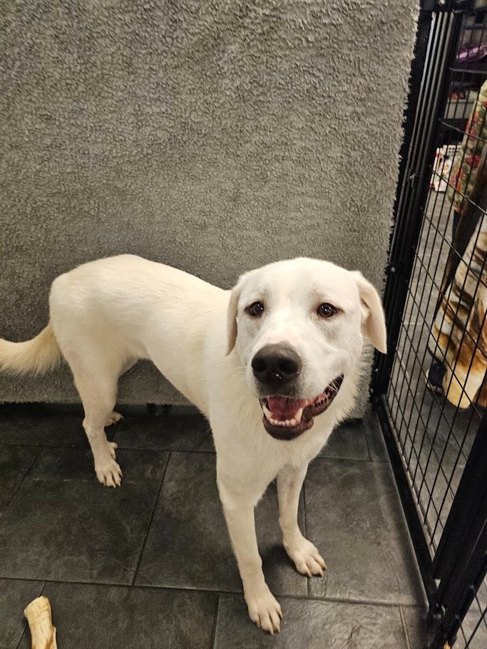 Snowdrop, an adoptable Great Pyrenees, Labrador Retriever in St. Cloud, MN, 56301 | Photo Image 6