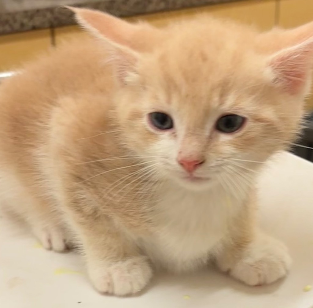 MILO