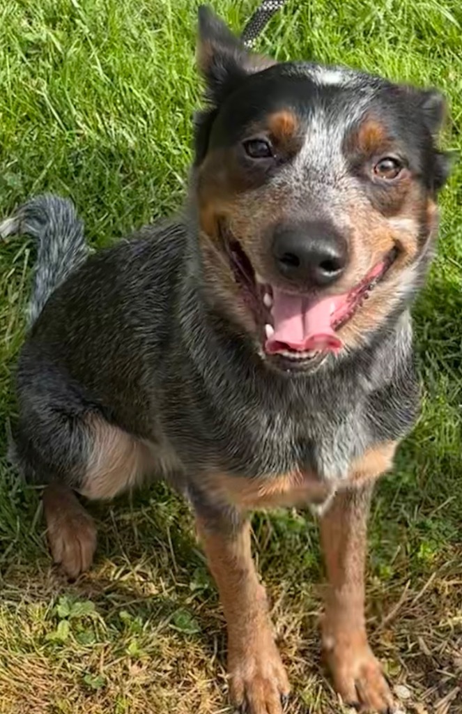 DAKOTA