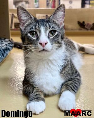 Meet Domingo the playful tabby and white kitten whos always ready to entertain With his lively pe