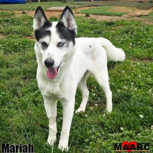 Mariah Siberian Husky Dog