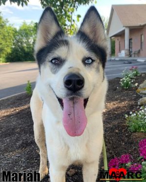 All she wants for Christmas is YOU Meet Mariah our soulful 4-year-old husky with a voice worthy o