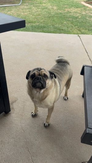 Currently in one of our outreach areas This adorable pug is dreaming of foreverand were hoping to ma