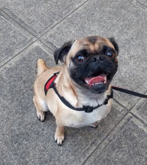 Meet Toby The Energetic Boy with a Winning Smile Toby is a 2-year-old ball of pug energy who was in