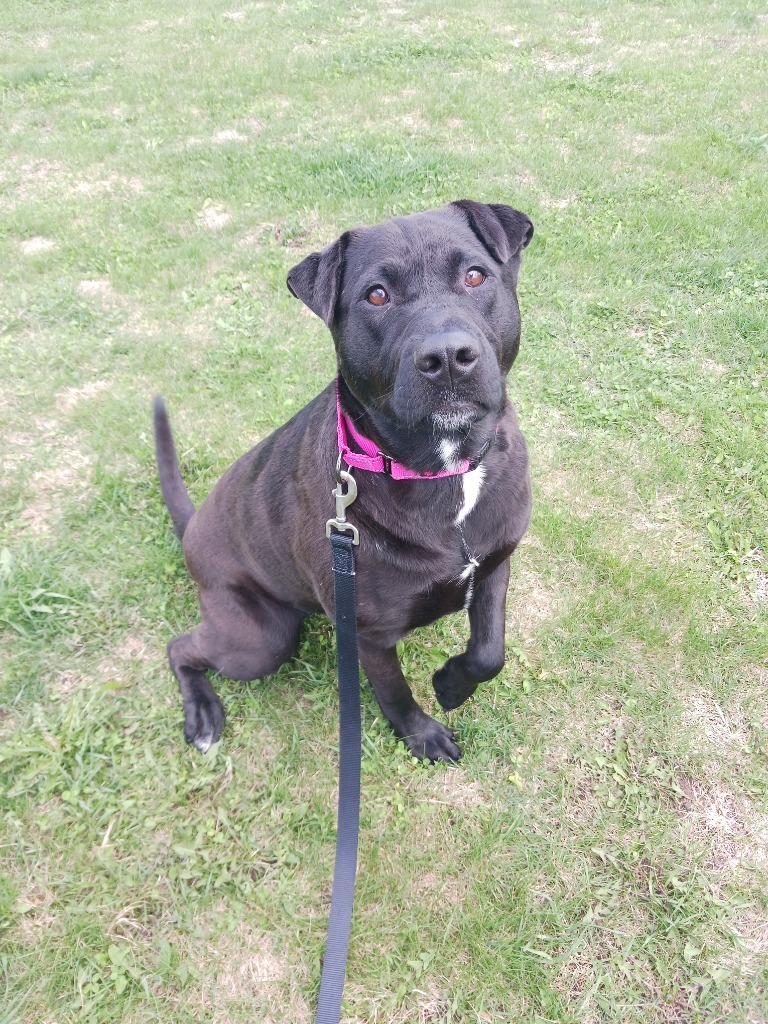 Harper
