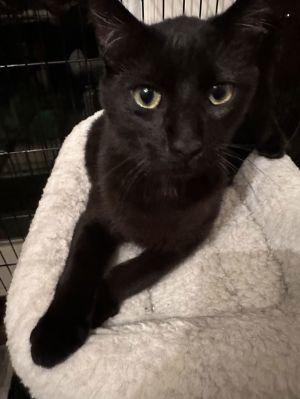 Flax, Adult Male Domestic Short Hair