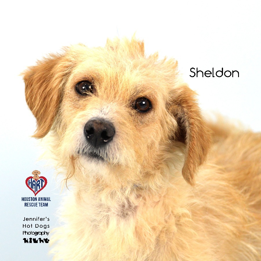 Sheldon