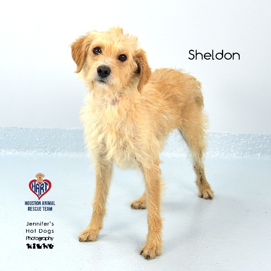 Sheldon