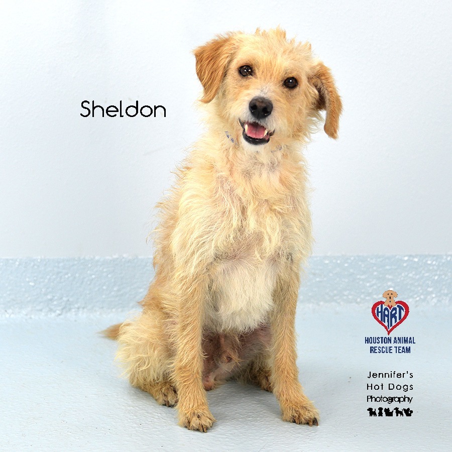 Sheldon