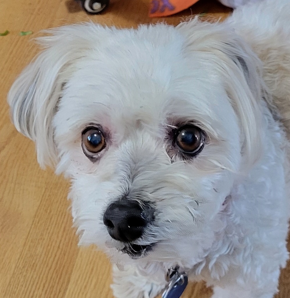 Daisy 11