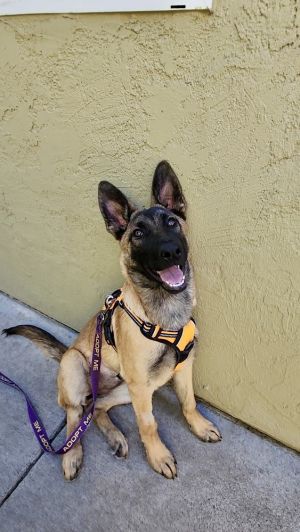 Say hello to this gorgeous 4-month-old girl She and her littermate arrived on May 1st just in time 