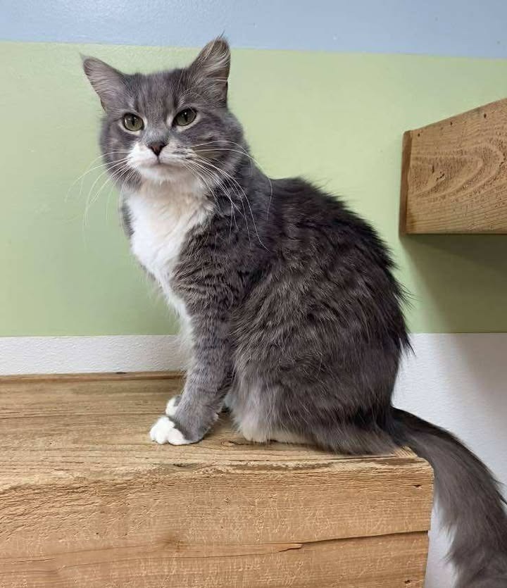 Bug, an adoptable Domestic Medium Hair in Elbow Lake, MN, 56531 | Photo Image 1