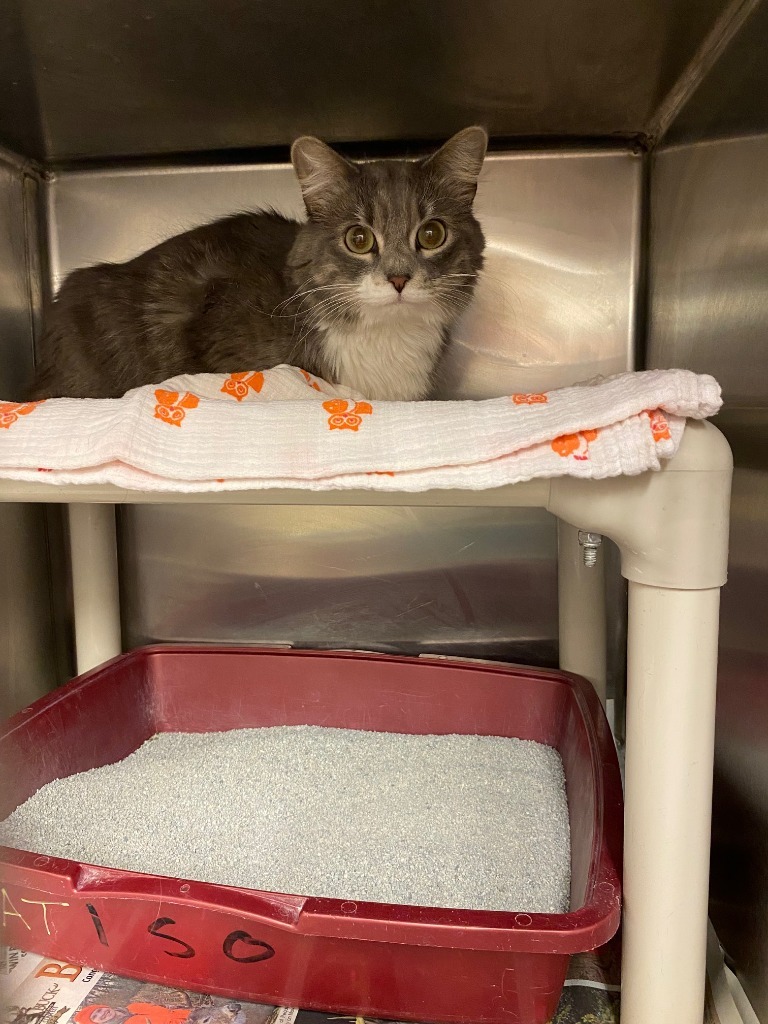 Bug, an adoptable Domestic Medium Hair in Elbow Lake, MN, 56531 | Photo Image 2