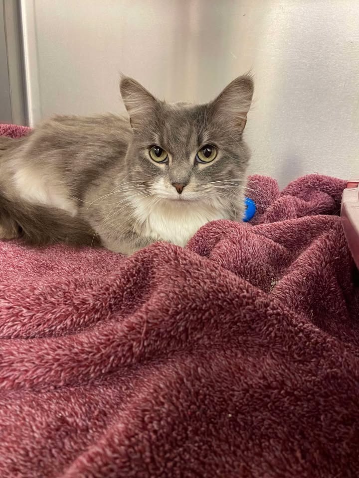 Bug, an adoptable Domestic Medium Hair in Elbow Lake, MN, 56531 | Photo Image 3