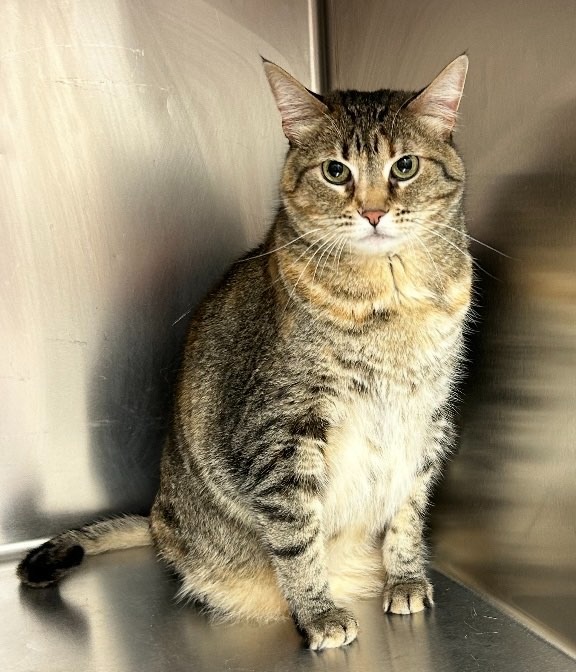 Nala, an adoptable Domestic Short Hair in Elbow Lake, MN, 56531 | Photo Image 1