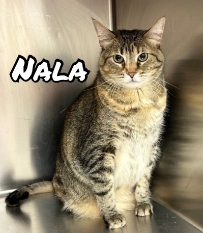 Nala, an adoptable Domestic Short Hair in Elbow Lake, MN, 56531 | Photo Image 1