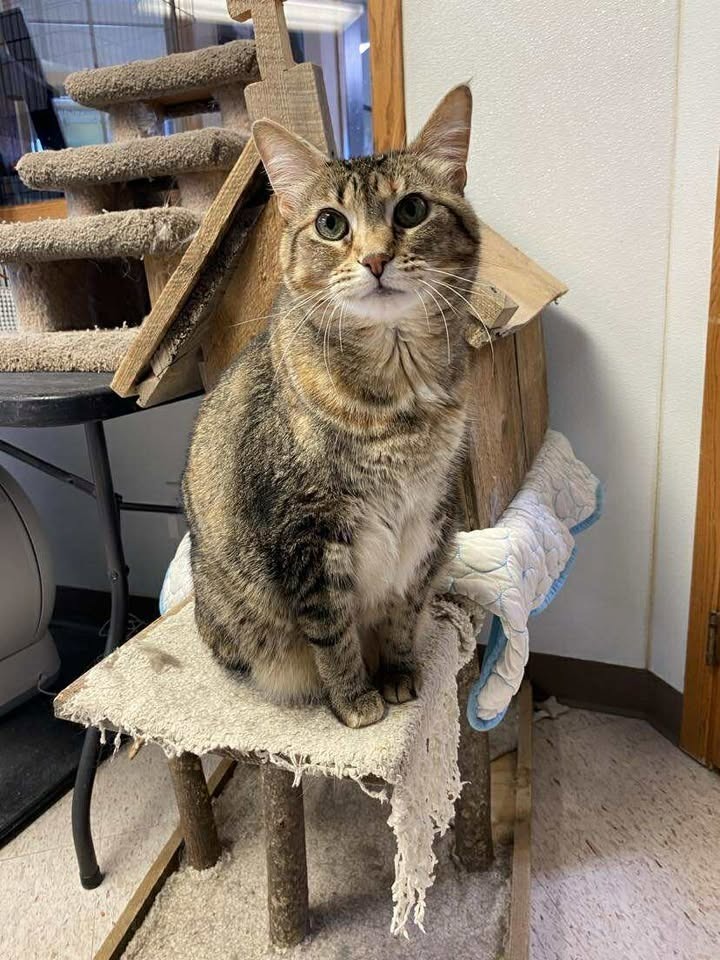 Nala, an adoptable Domestic Short Hair in Elbow Lake, MN, 56531 | Photo Image 2