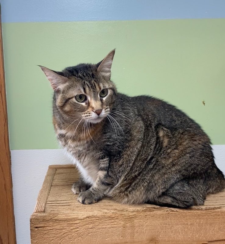 Nala, an adoptable Domestic Short Hair in Elbow Lake, MN, 56531 | Photo Image 3